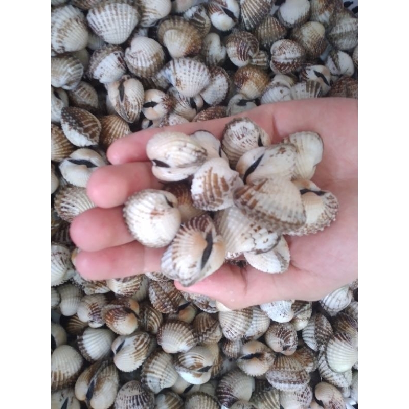 

Kerang Darah Frozeen bersih