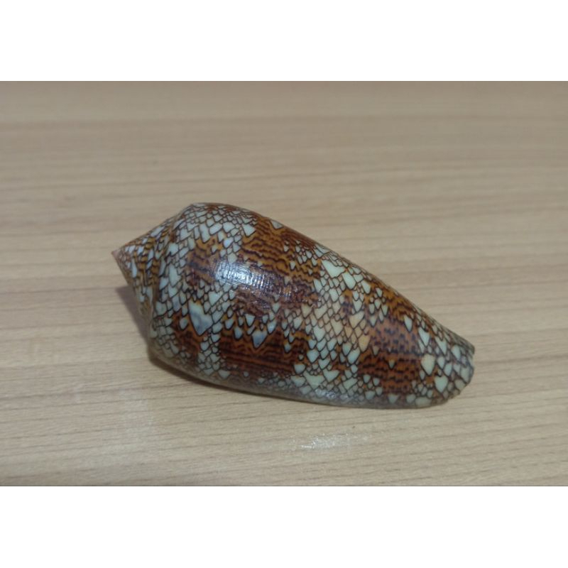 cangkang kerang Conus Textile