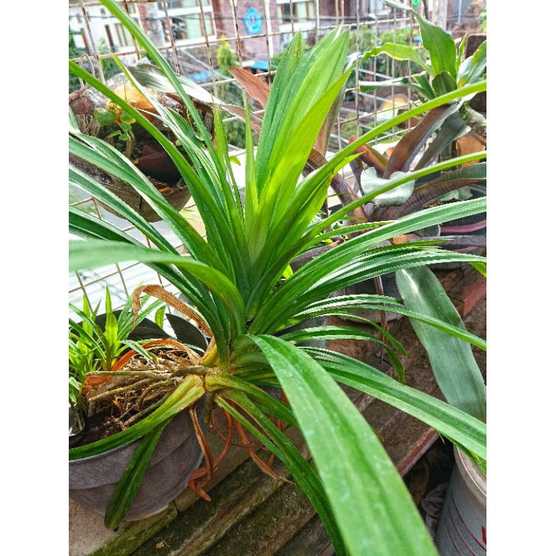 

Daun Pandan Wangi segar 100gr