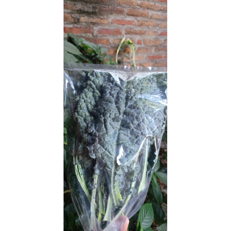 

Sayur Kale Segar Organik