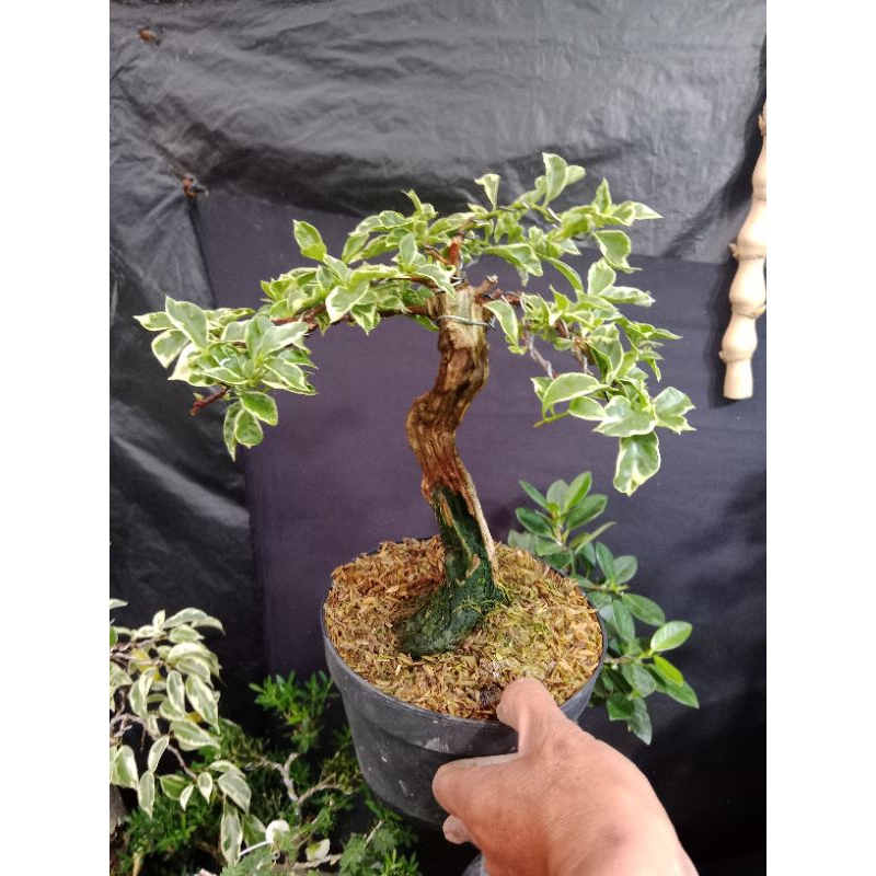 bonsai bugenvil var