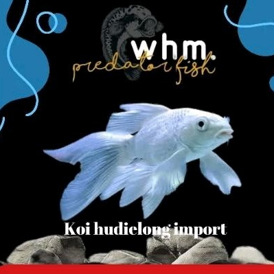 (mainan ikan) koi hudielomg import china 10-11 cm