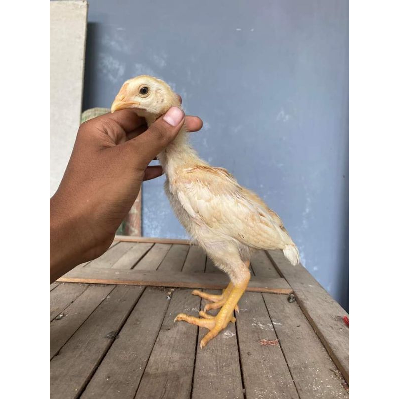 Doc Plucker -+ 1 bulan