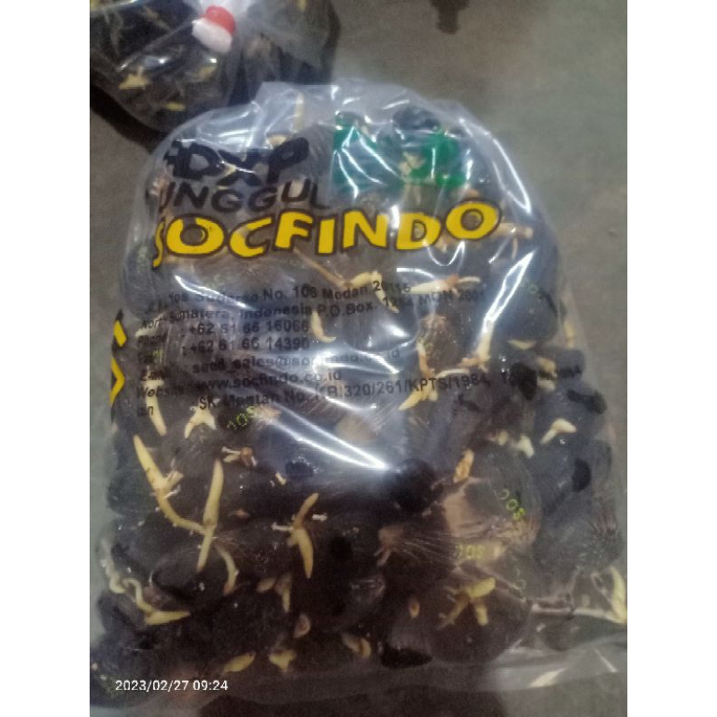 Benih Kecambah Sawit DxP SOCFINDO UNGGUL