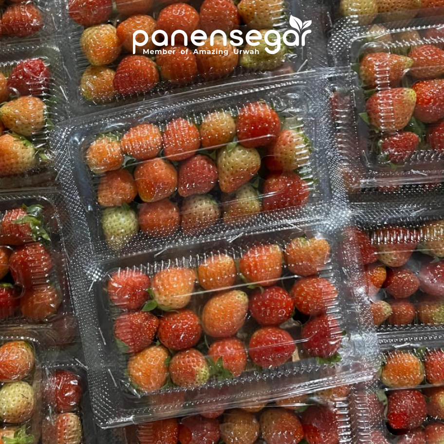 

TERLARIS! Strawberry Bandung Fresh - 100gr | Panen Segar