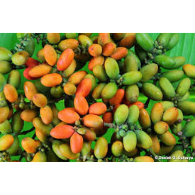 

buah melinjo/1kg