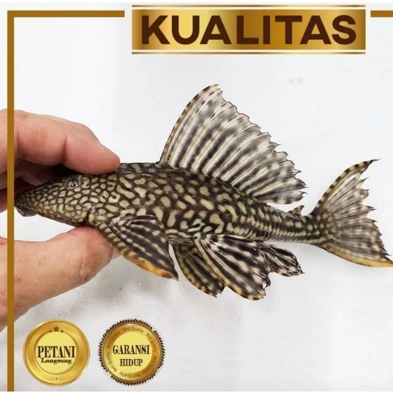 Paket Koloni (isi 10) Pleco Hitam 10 cm+ Ikan Hias Aquarium Aquascape Sapu Sapu Tanaman Air