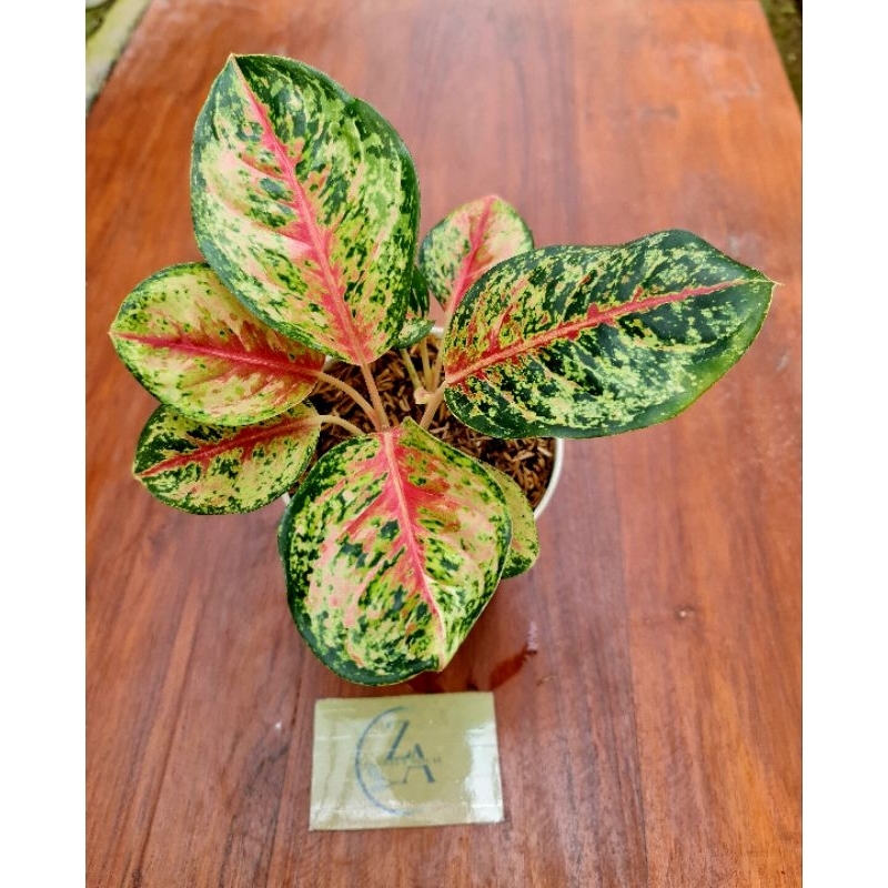 Aglonema Sweet dream