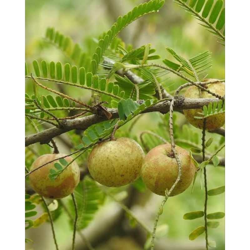 

buah malaka segar/1kg