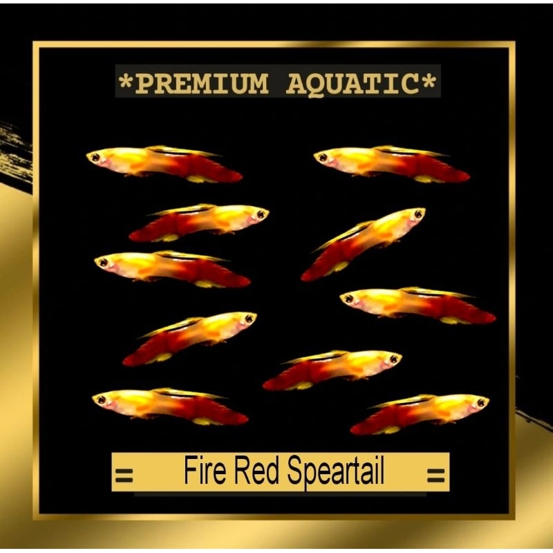 Guppy Fire Red Speartail sepasang hiasan akuarium