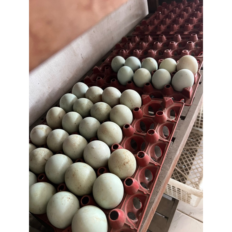 

telur bebek mentah