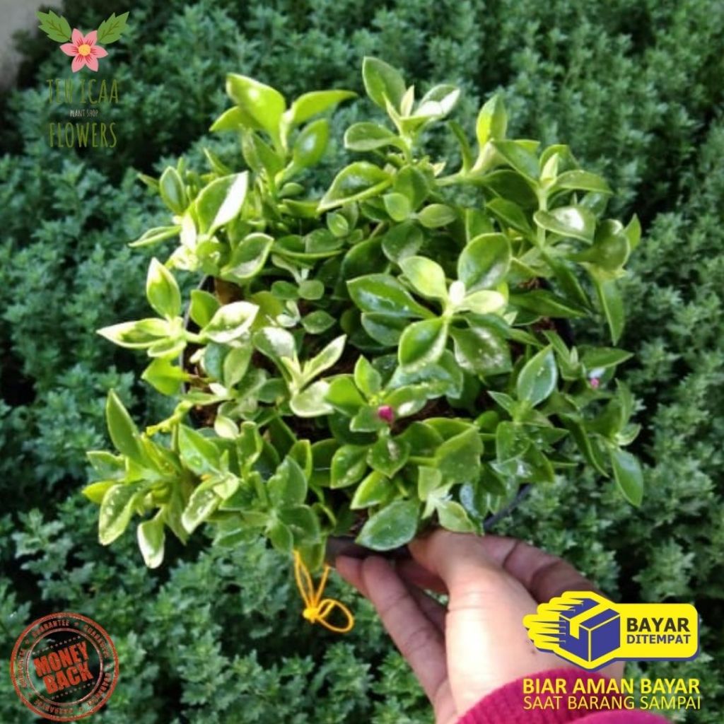 Tanaman hias bunga gantung aptenia baby sun rose mawar merah cod