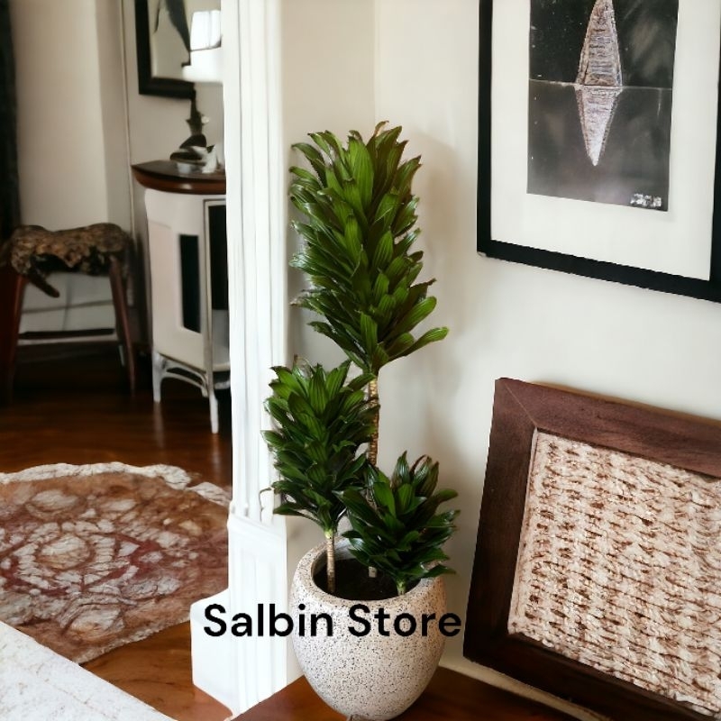 Tanaman Hias Dracaena Compacta / Janet Craig