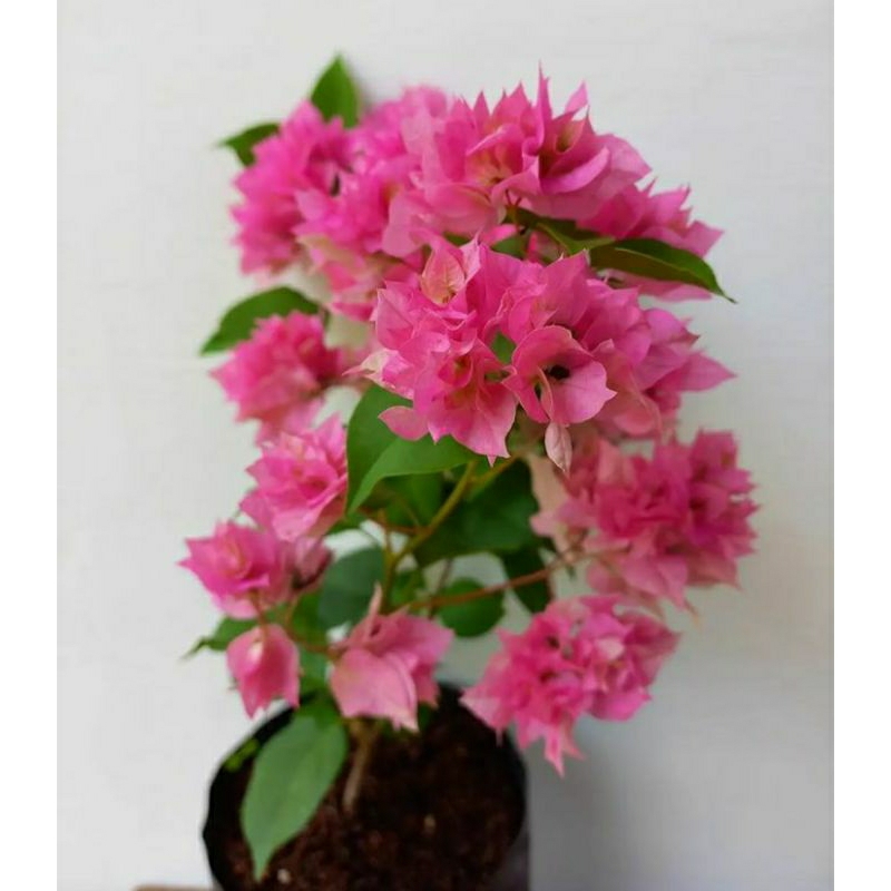 Tanaman hias Bougenville Hawai pink pohon Bougenville Hawai pink bibit Bougenville Hawai pink