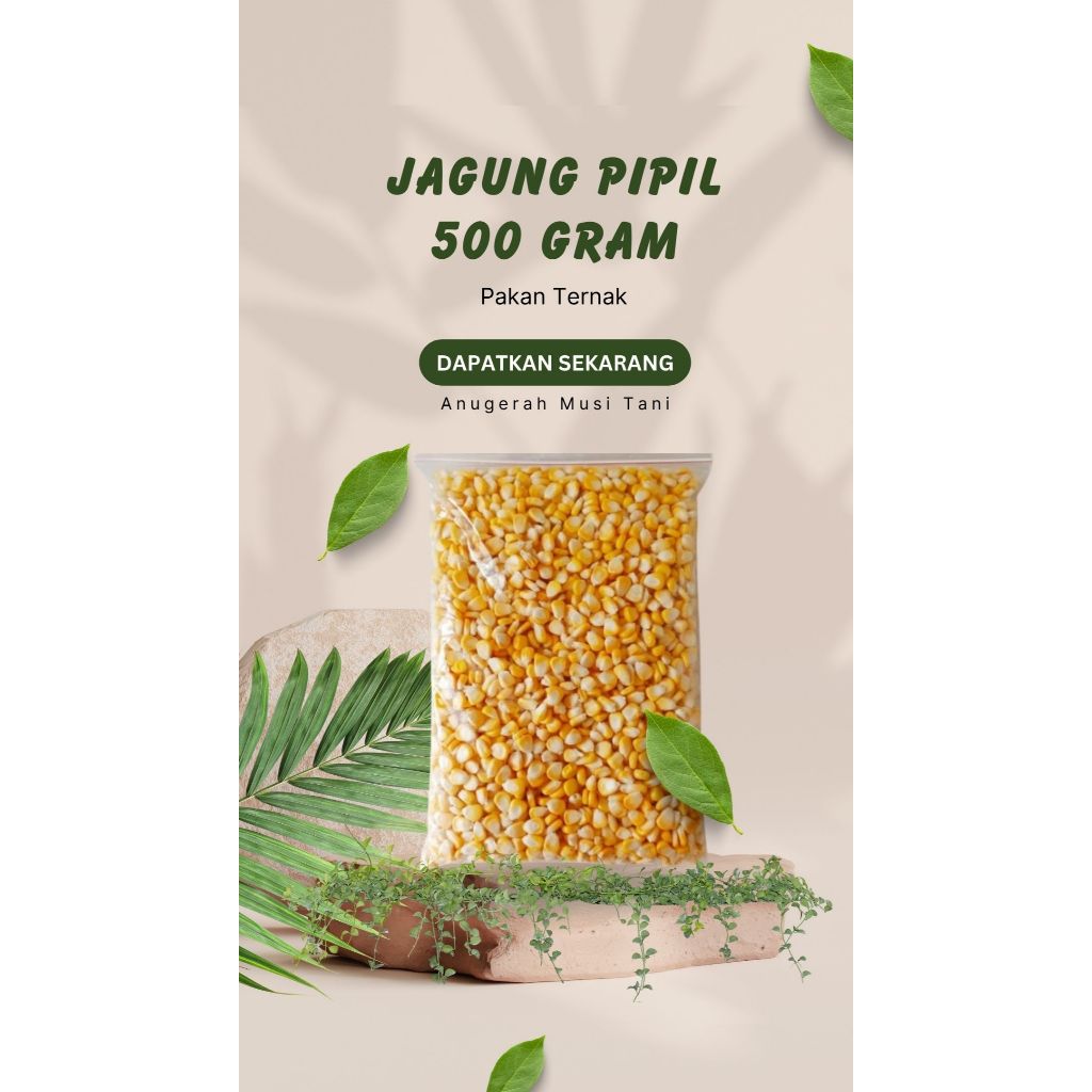 

Jagung Pipil Pakan (500 Gr)