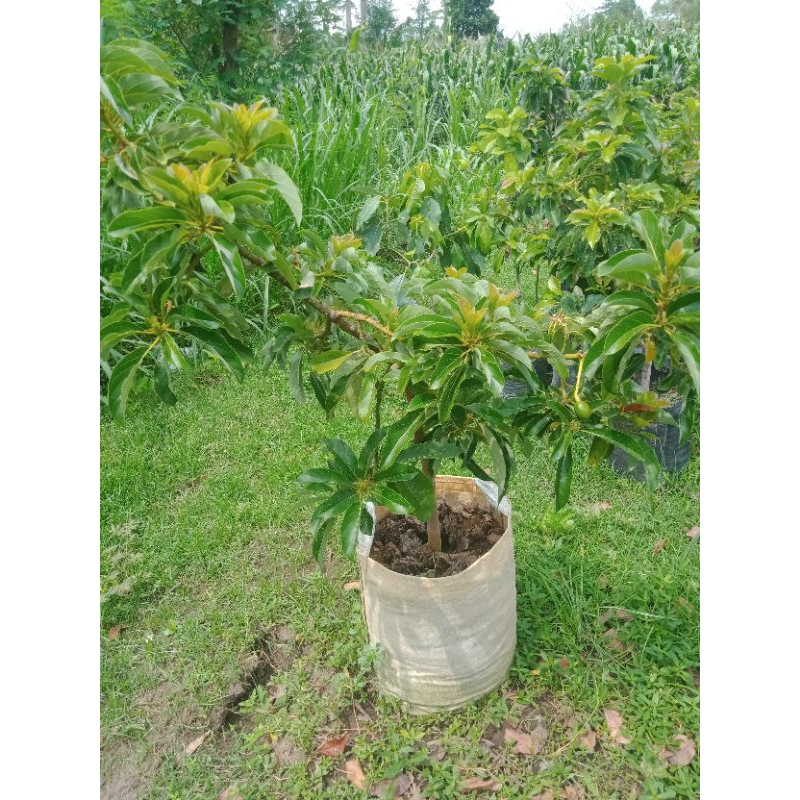 bibit alpukat aligator berbunga