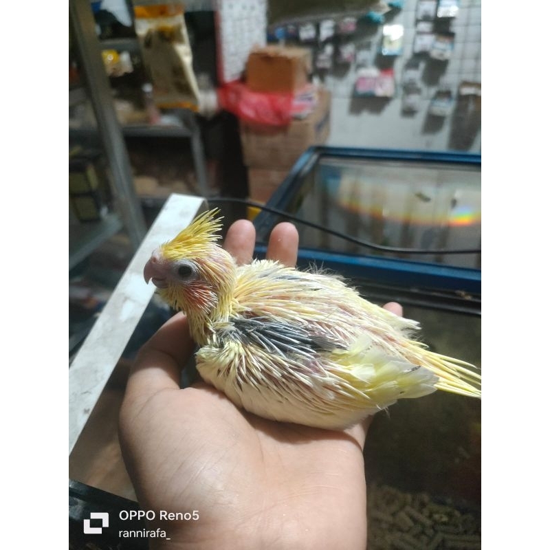 lolohan parkit Australia