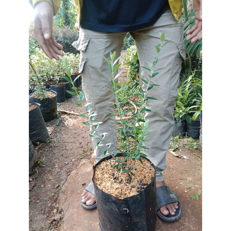 Bibit pohon zaitun - bibit tanaman zaitun olive