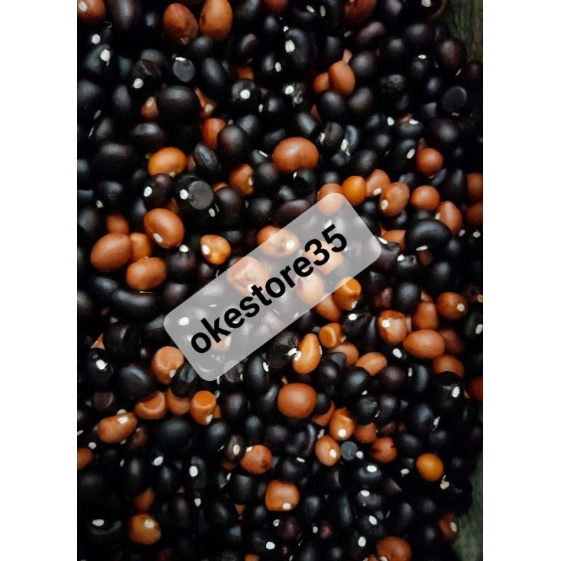 100 biji benih kacang bogor/benih kapri tanah siap tanam/bibit kacang bogor