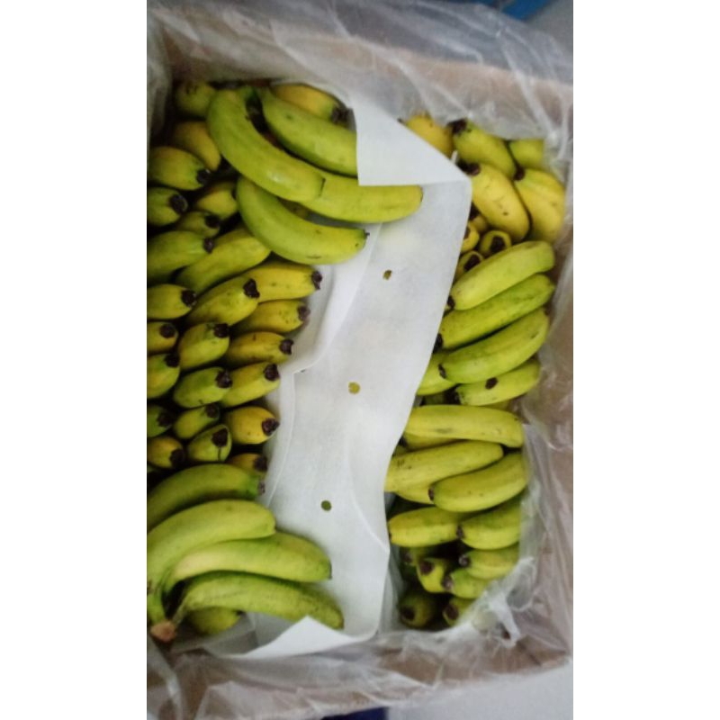 Pisang Sunpride Protolan