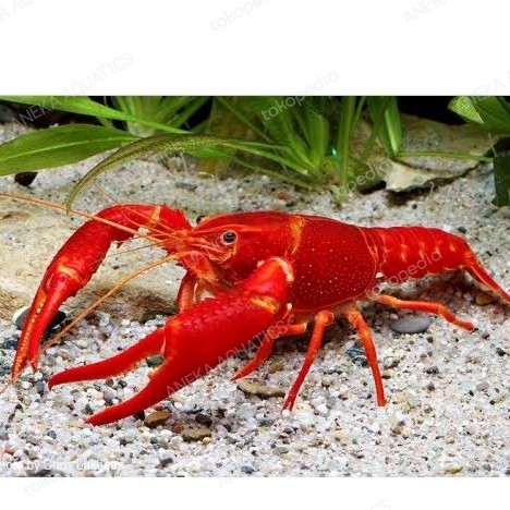LOBSTER HIAS AIR TAWAR || LOBSTER HIAS AIRTAWAR HIASAN AQUARIUM AQUACA