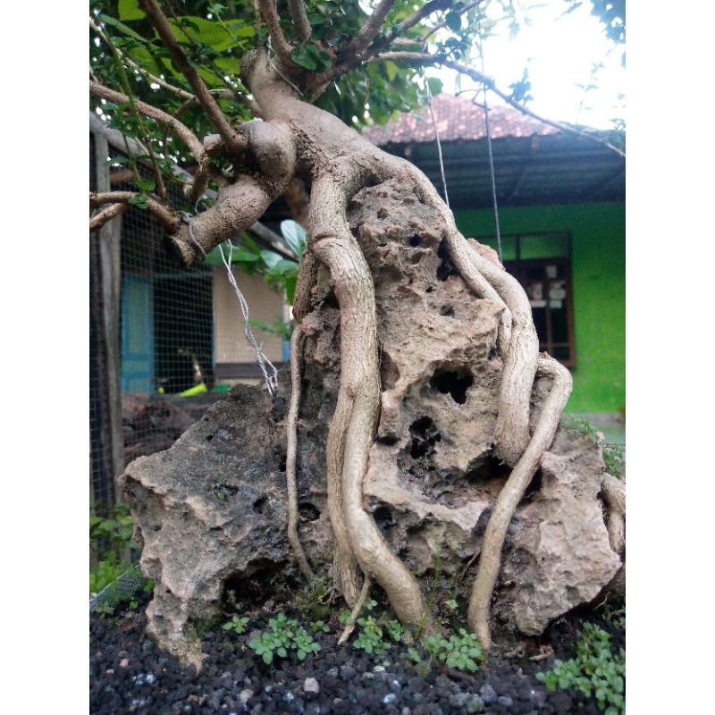 BONSAI SANCANG ON THE ROCK