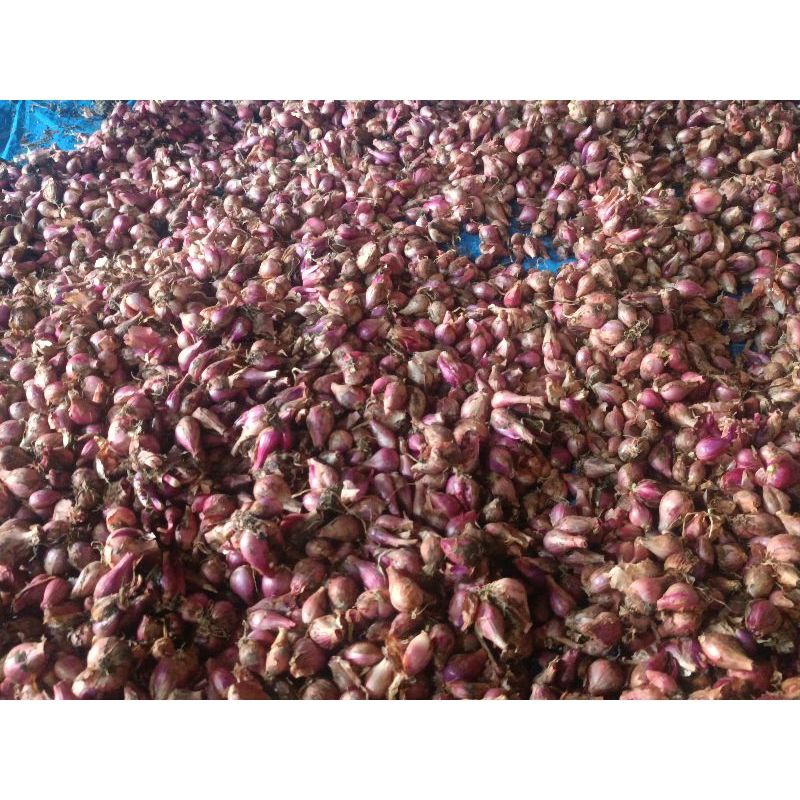 

bawang merah / bawang sayur pembelian / 1 kg muarah langsung di petik dari sawah, masig segar