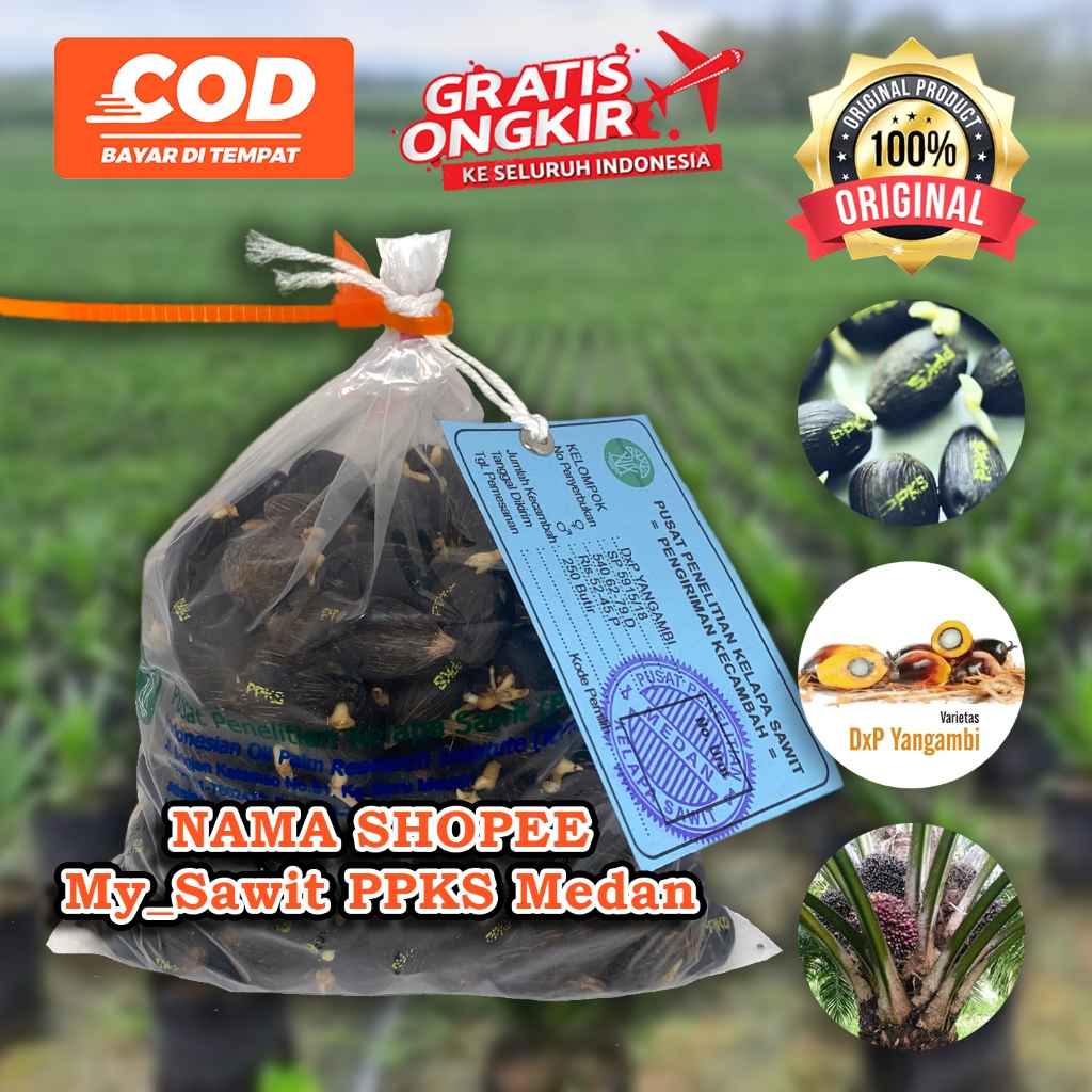 PPKS DXP YANGAMBI UNGGUL DAPAT SERTIFIKAT DAN BONUS