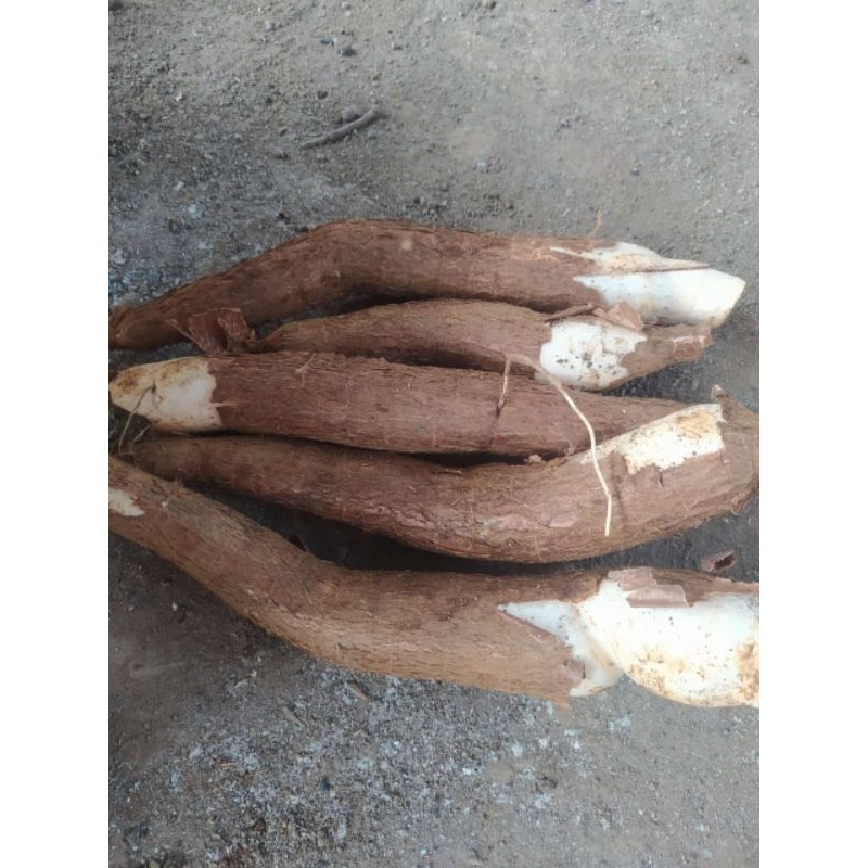 

singkong 1 kg empuk