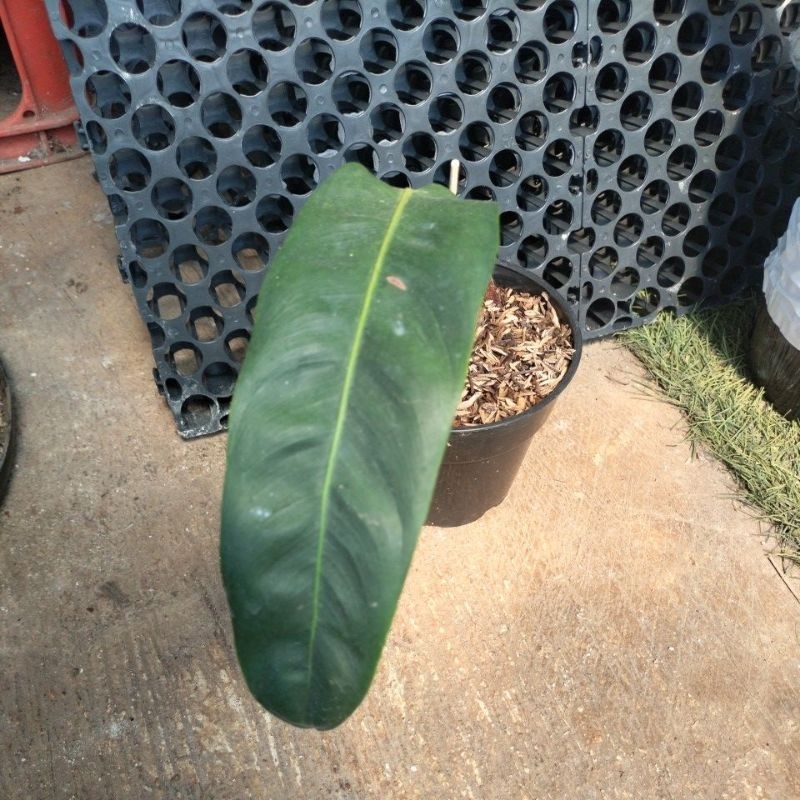 philodendron Patriciae ekonomis