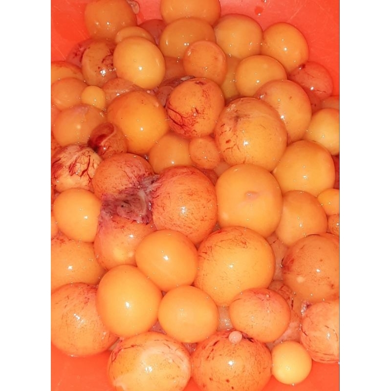 

Telur Muda Ayam / Telur Ayam Muda / Uritan