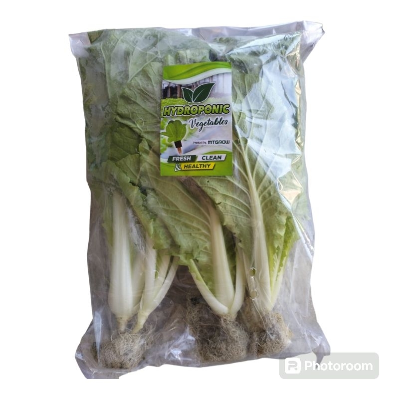 

Sawi Keriting Hidroponik Sayur