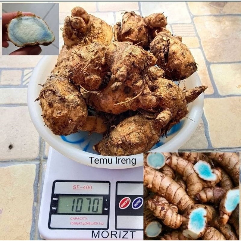 

Temu Ireng Biang, Temu Ireng Besar 1 KG Bersih