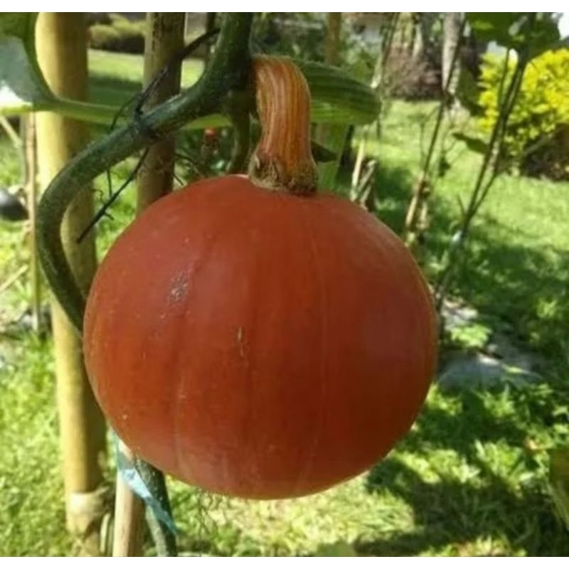 BIJI BENIH LABU KAGUM / KABOCHA
