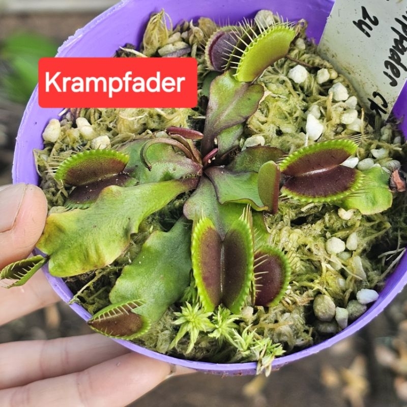 

dionaea Krampfader (limited)