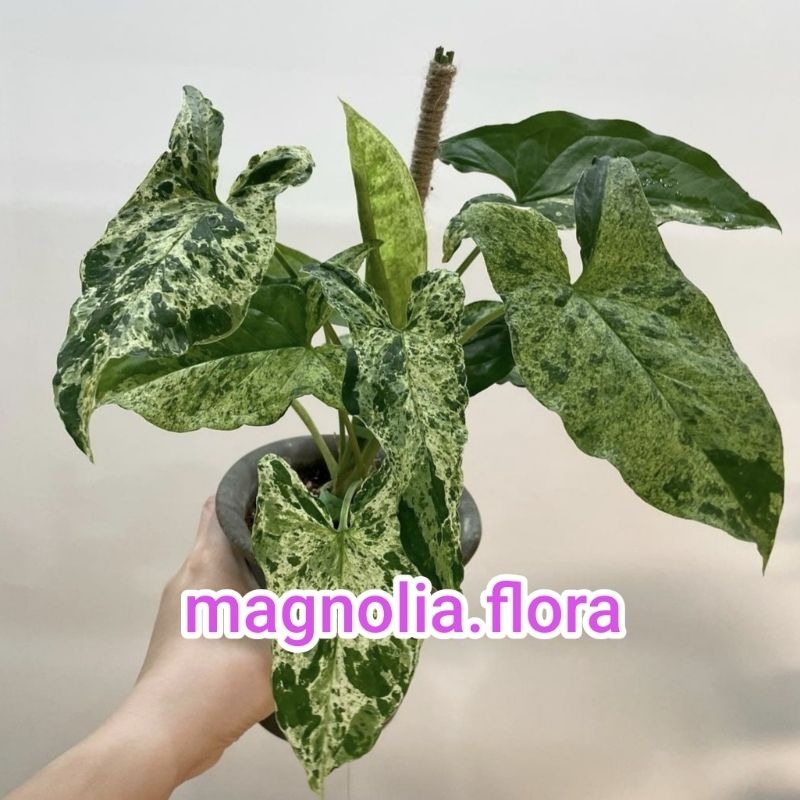 Syngonium mojito / singonium bibit tanaman hias bunga rambat merambat