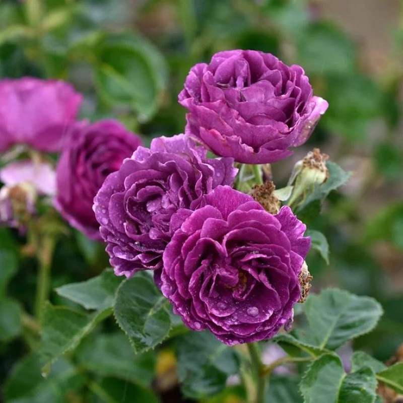 mawar import minerva - mawar ungu