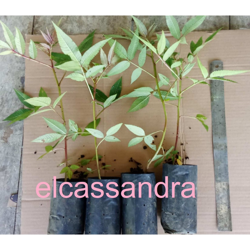Bibit Andaliman Pohon Andaliman 2 Bibit 1Kg
