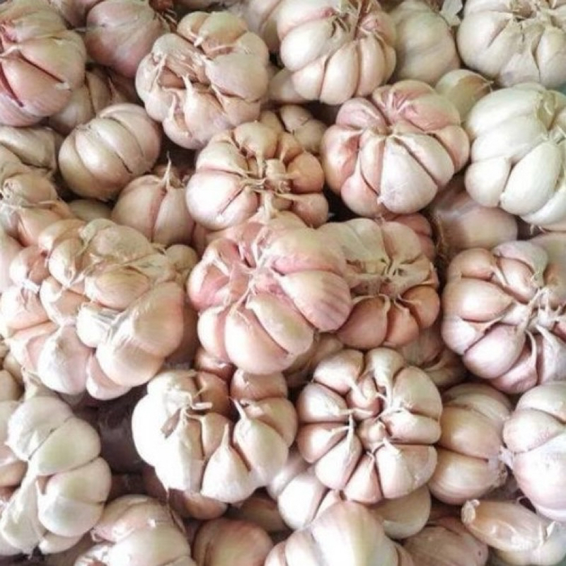

bawang putih 1 kilo gram
