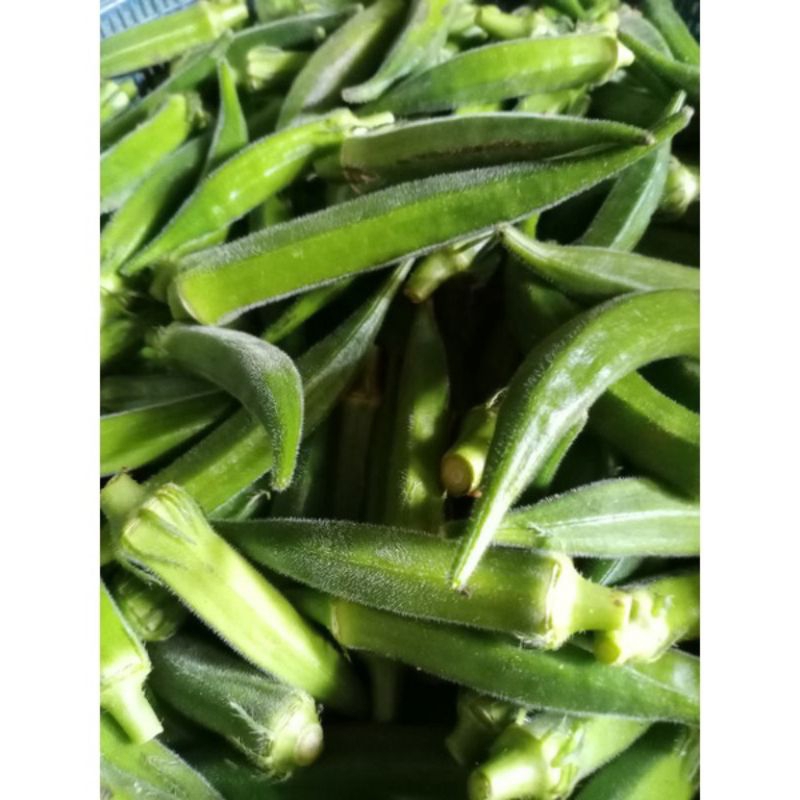 

Okra hijau segar 1kg