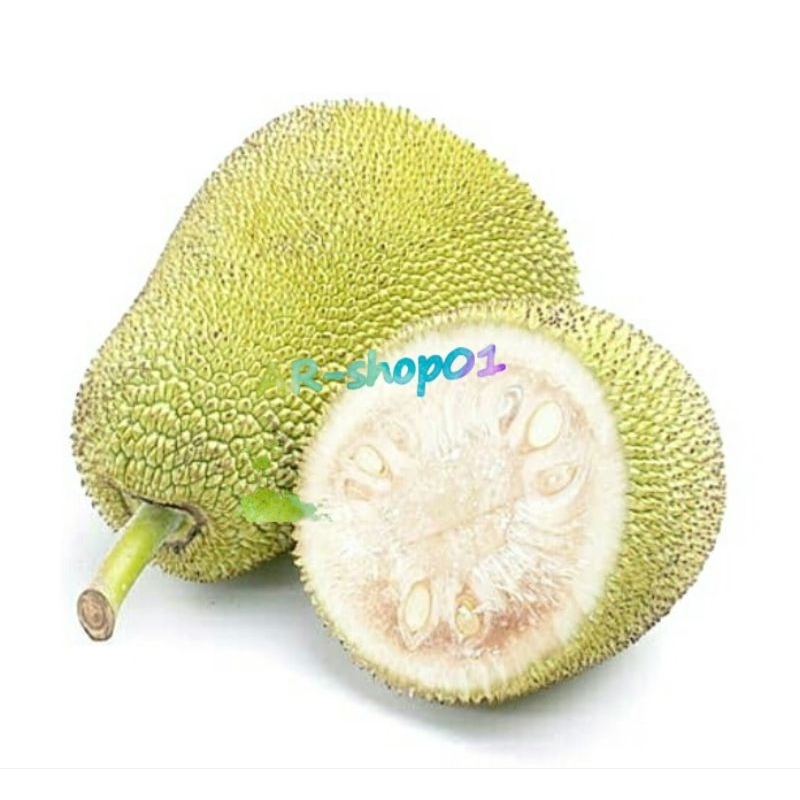 nangka muda utuh  | nangka sayur fress