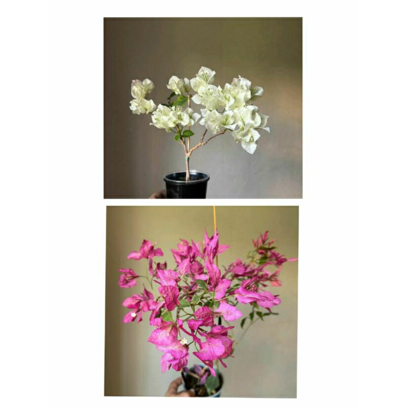 paket 2 tanaman hias Bougenville import bibit pohon Bougenville kembang kertas pohon Bougenville