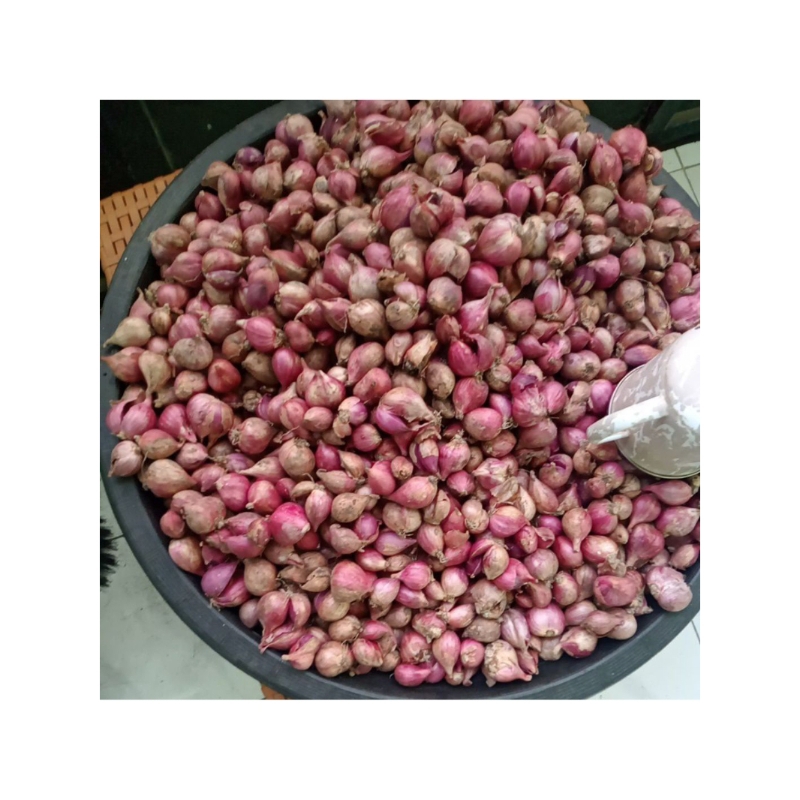 

Bawang merah nganjuk