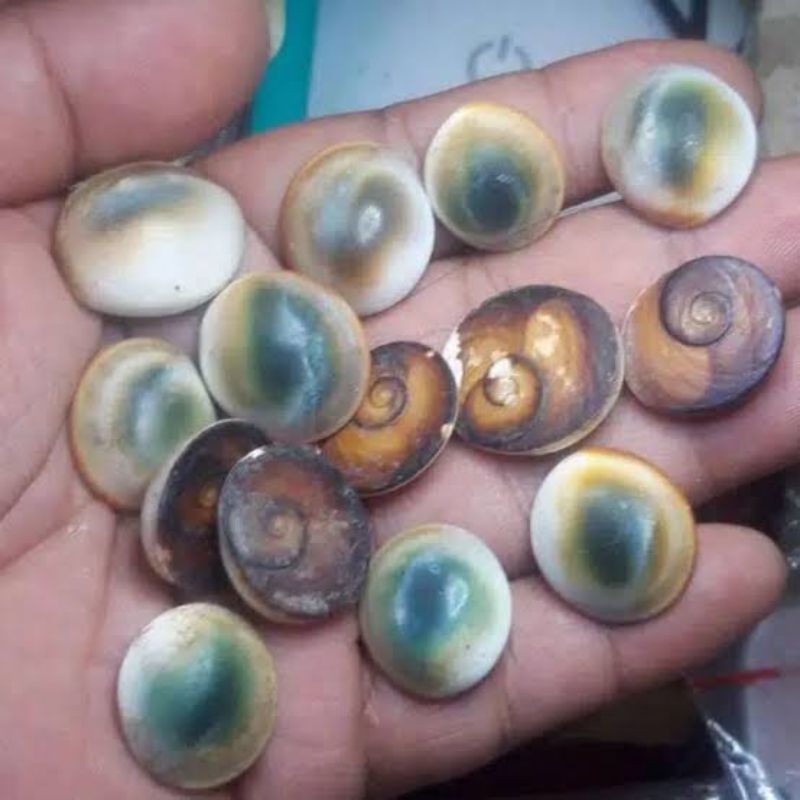 batu.keong.buntet.asli.alam