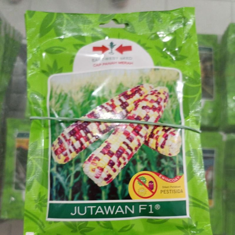 Benih/Bibit jagung ketan Jutawan F1 200 butir