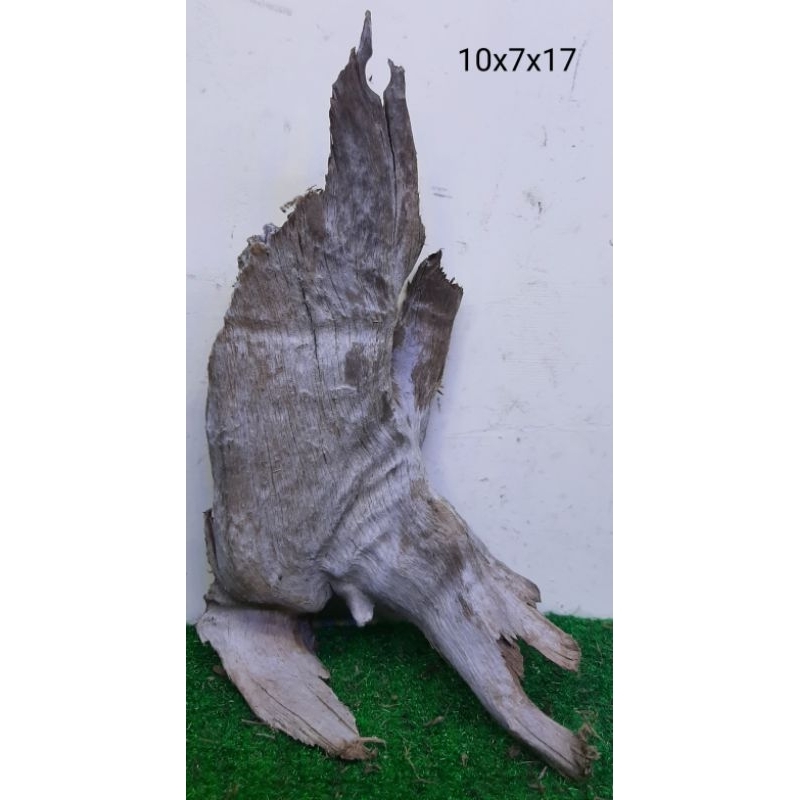 Bonggol Kayu Santigi Laut Kecil - Kayu Tenggelam - Aquascape - Aquarium - Taman - 10x7x17 T