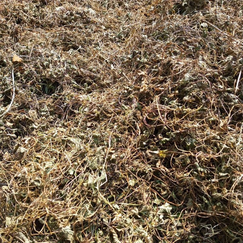 

Pegagan kering 0rginal