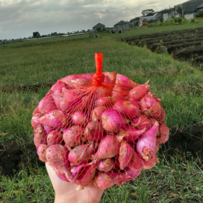 

Bawang merah Brebes 1kg besar