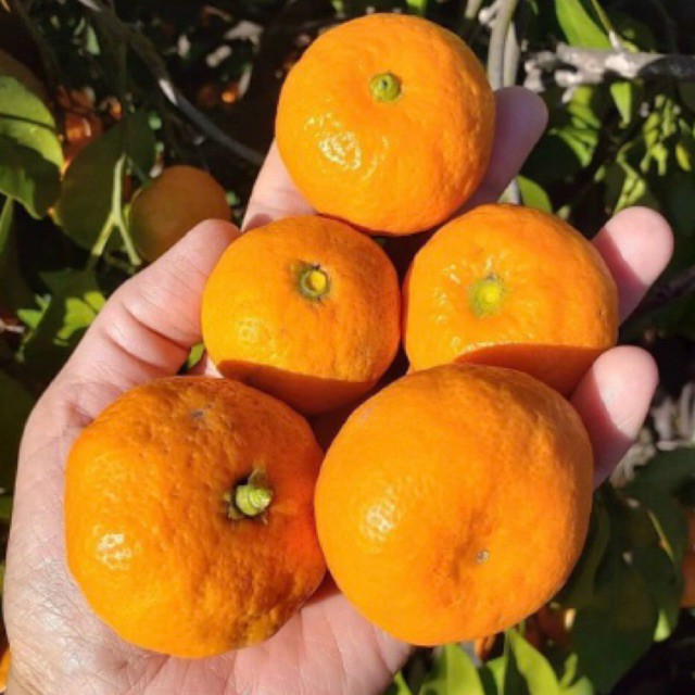 Bibit Jeruk Santang Madu Super