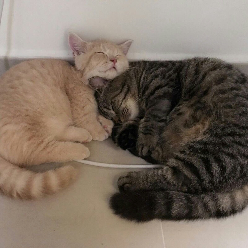 Haechan chenle cashbee reload photopack sg21 doyoung bene weve